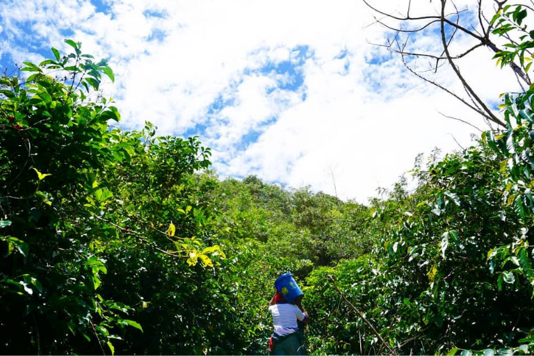 Fascinating Facts About the Coffee Plant and Its Beans That Will Surprise You!