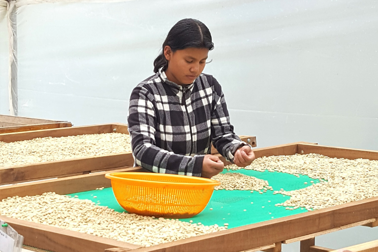 The Epic Journey Coffee Takes to Arrive to Our Cups