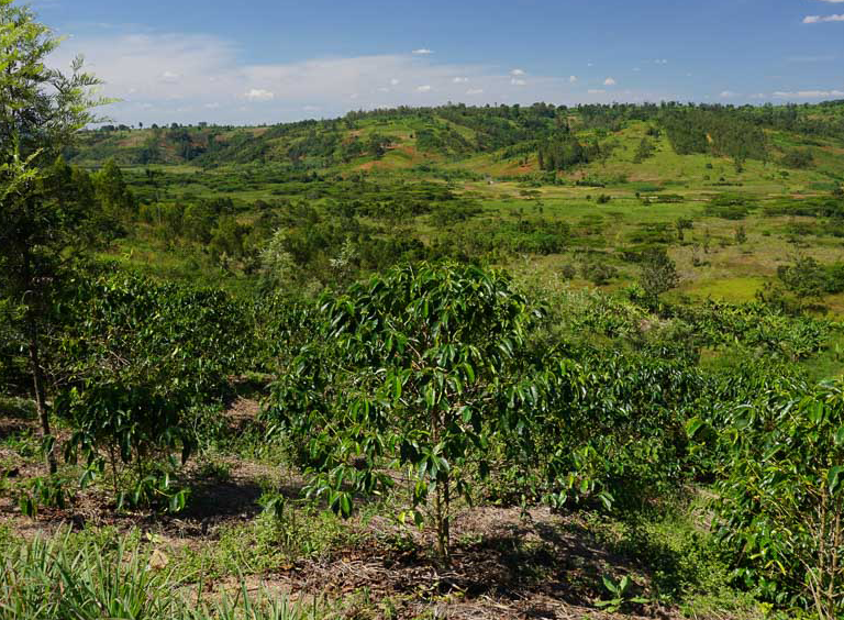 What is a Microlot?