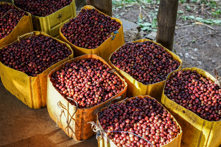 COFFEE-PROCESSING METHODS: A FARMER’S PERSONAL TOUCH THAT TRANSFORMS THE COFFEE WE DRINK