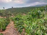 KAHA Summer Blend