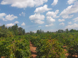 KAHA Summer Blend