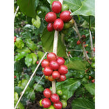 De La Luz Espresso Direct Trade 6 oz